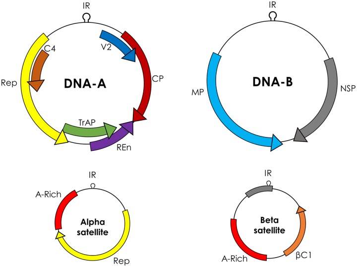 FIGURE 1