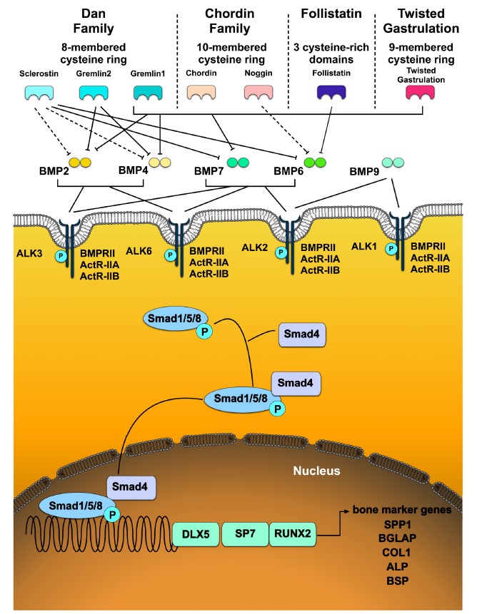 Fig. (1)