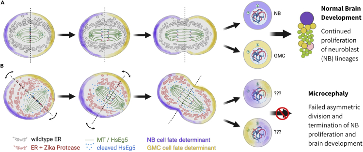 Figure 11