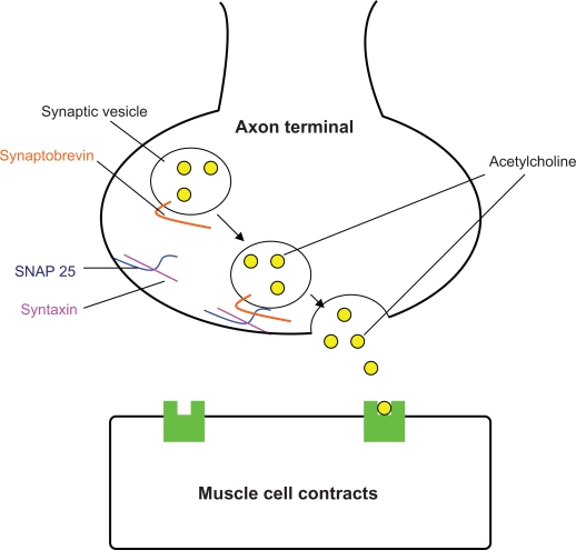 Figure 1a