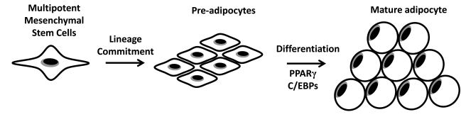 Fig. (2)