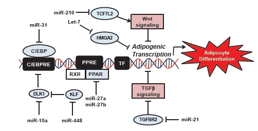 Fig. (3)