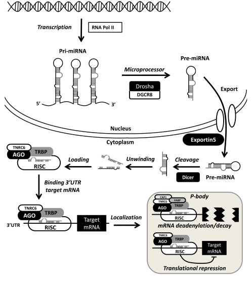 Fig. (1)