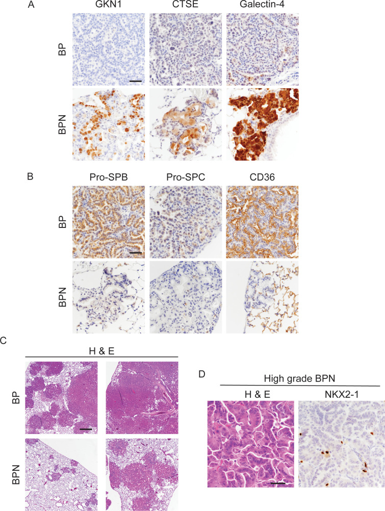 Figure 1—figure supplement 1.