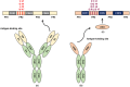 Diagram showing structural differences between conventional IgG antibodies and camelid-derived heavy chain-only antibodies. Panel (a) shows a Y-shaped conventional IgG with paired heavy and light chains forming antigen-binding sites. Panel (b) shows camelid HCAbs composed of heavy chains only, highlighting the single VHH domain. Panel (c) zooms into the VHH domain structure, marking framework and complementarity-determining regions, with key amino acid variations between VH of conventional IgG antibodies and VHH denoted by position numbers.