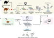 The figure illustrates schematic representation of strategies for Nanobody production. (a) Phage display selection process using VHH libraries from immunized, naïve, semi-synthetic, or synthetic camelids, including blood collection, RNA extraction, VHH amplification followed by 2–3 rounds of iterative selection to identify specific VHH. (b) Immunization of transgenic mice encoding heavy chain-only antibodies (HCAbs), followed by B cell screening for target-specific VHHs. (c) AI/ML-based prediction methods for identifying Nanobody candidates. (d) Next-generation sequencing (NGS) applied to selected phage libraries for selection of specific VHHs. (e) Expression of selected VHHs in prokaryotic or eukaryotic systems for downstream applications.
