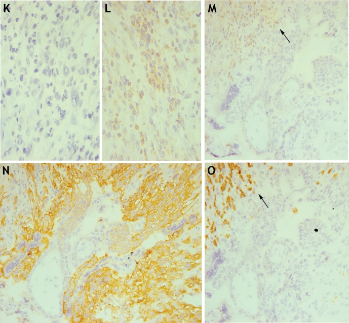 Figure 6: