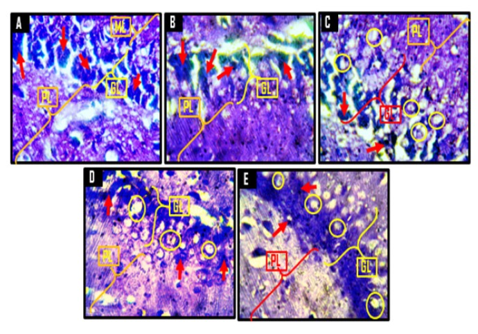 Figure 12