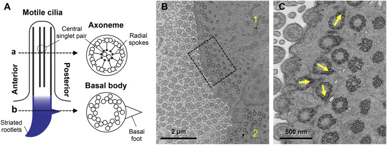 Fig. 6.