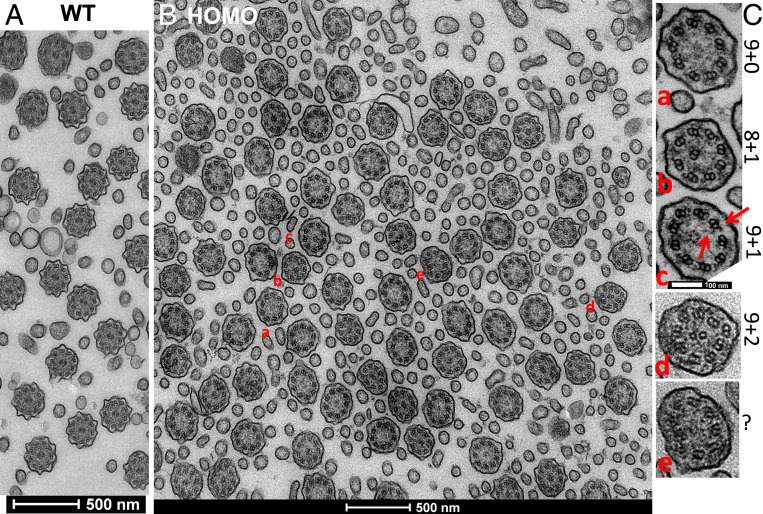 Fig. 8.