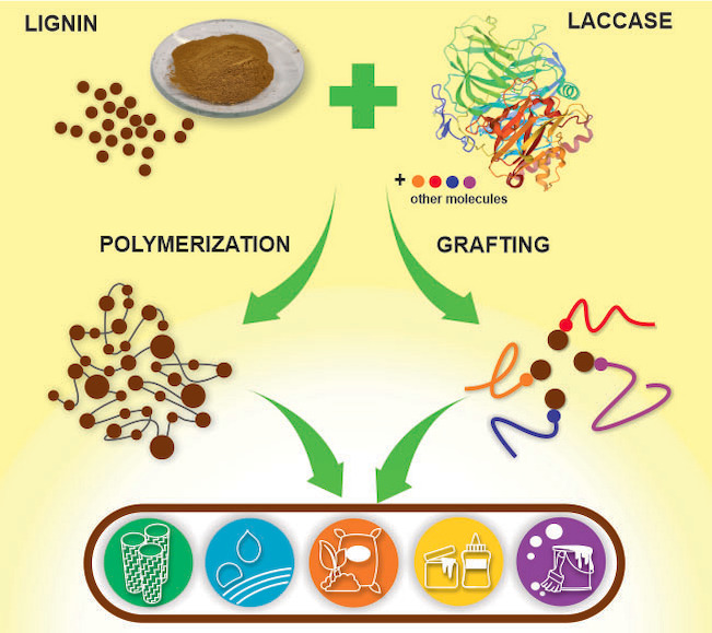 graphic file with name CSSC-14-4615-g006.jpg