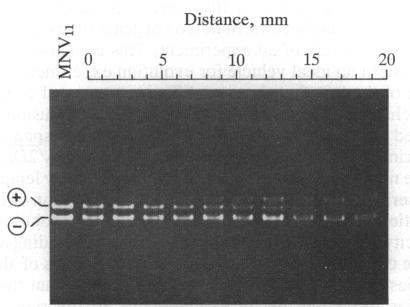 graphic file with name pnas00287-0287-a.jpg