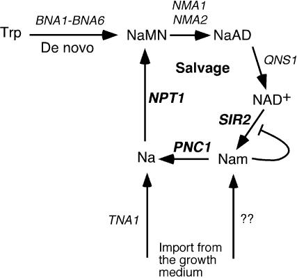 FIG. 1.