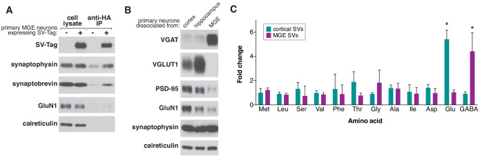 Figure 2—figure supplement 1.