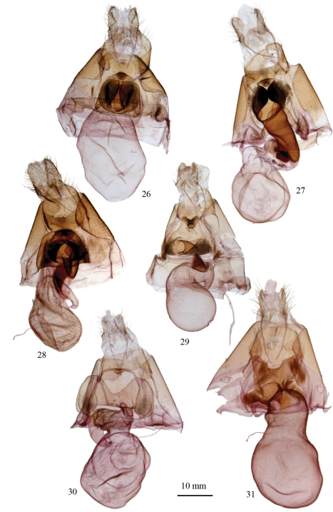 Figures 26–31.