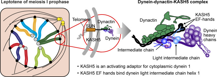 graphic file with name JCB_202204042_GA.jpg