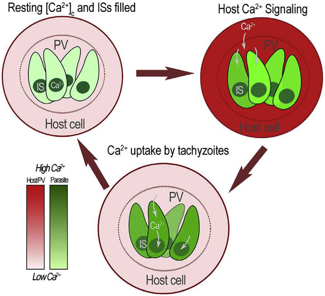 Figure 7: