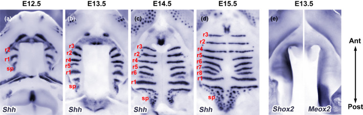 FIGURE 4