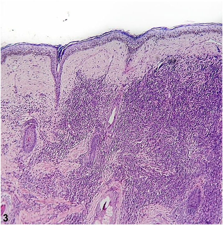 Fig 3