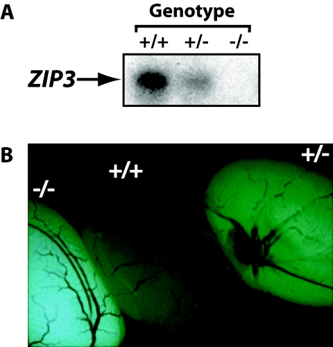 FIG. 2.