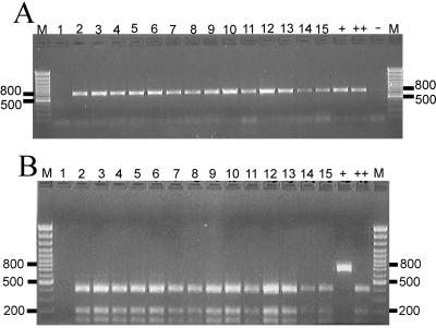 FIG. 5