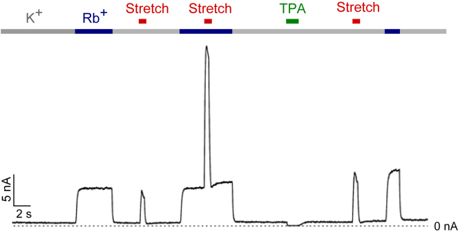 Figure 7