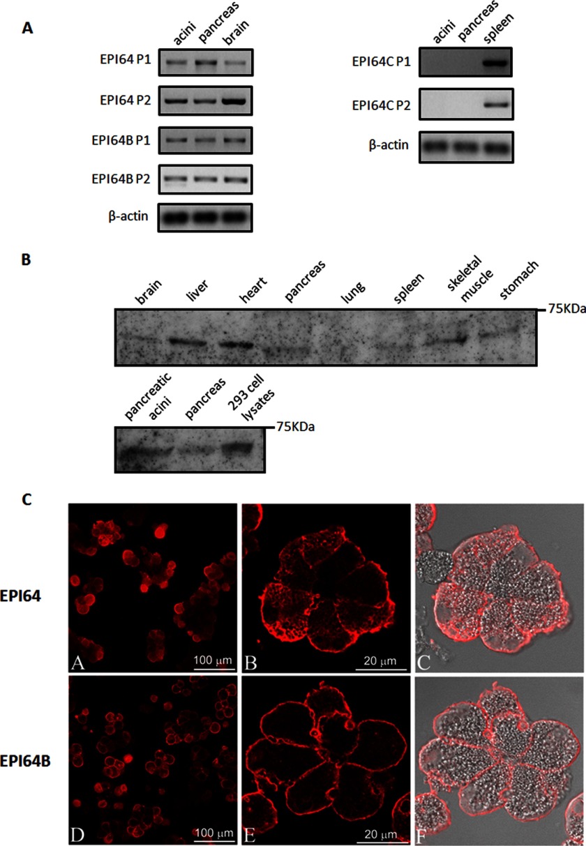 FIGURE 1.