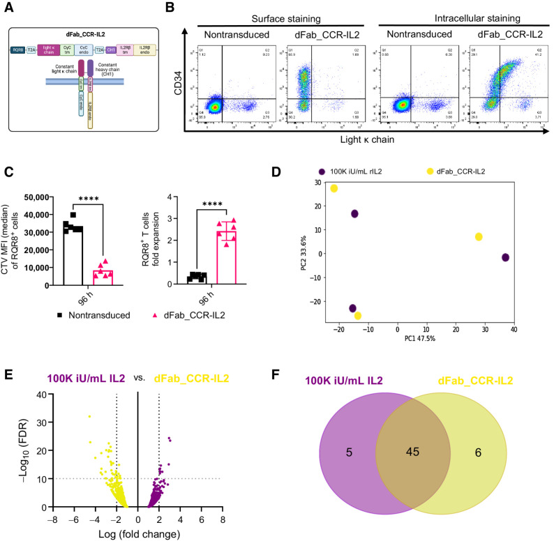 Figure 1. Constitutive heterodimeric dFab_CCR-IL2 recapitulates a proliferative IL2 signal in primary human T cells. A, Schematic of the dFab_CCR-IL2 format composed of CH1 fused to the IL2 receptor β chain. The IL2 receptor CγC was fused to the constant light κ chain (dFabκ_CCR-IL2). The illustration was created with BioRender.com (RRID:SCR_018361). B, Flow cytometric analysis of the constant light κ chain expression and RQR8 (CD34) in dFab_CCR-IL2–expressing T cells evaluated by surface staining or intracellular staining after fixation/permeabilization. C, Quantitated proliferation of dFab_CCR-IL2 T cells cultured for 96 hours in cytokine starvation. Proliferation expressed as CTV MFI dilution (left), and fold expansion (right) of RQR8+CD3+ T cells (n = 6, Student t test; ****, P ≤ 0.0001); data, mean ± SEM. D, PCA plot analyzing the variation in gene expression profile driven by the donors and by the two conditions. E, Volcano plot representing the differential gene expression between dFab_CCR-IL2 T cells and nontransduced T cells stimulated with 100,000 iU/mL IL2 (n = 3). F, Venn Diagram of the top 50 gene set enrichment analysis (GSEA) between dFab_CCR-IL2 T cells and T cells stimulated with 100,000 iU/mL IL2 (n = 3).