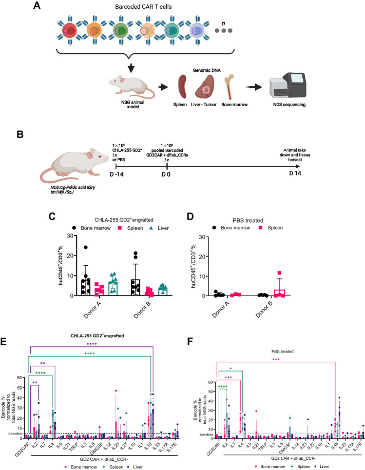 Figure 5. The pooled DNA-barcoded dFab_CCR library identifies prosurvival dFab_CCRs in vivo. A, Experimental set-up the xenograph in vivo model of the barcoded GD2CAR coexpressing dFab_CCRs pooled library. The illustration was created with BioRender.com (RRID:SCR_018361). B, NOD.Cg-Prkdc scid Il2rg tm1Wjl /SzJ (NSG) mice were either engrafted with the GD2-expressing CHLA neuroblastoma cell line or left tumor free. The illustration was created with BioRender.com (RRID:SCR_018361). C and D, Flow cytometry analysis of barcoded human CAR T cells pooled population, 14 days after injection. Graphs represent the percentage of CD45+CD3+ human T cells from CHLA255 neuroblastoma xenograft (C) or PBS control (D) NSG mice. All data are presented as mean ± SEM. E and F, Quantitated representation of individual barcoded frequency within the pooled barcode population 14 days postinfusion in CHLA255 neuroblastoma xenograft (E) or PBS control (F) NSG mice (red: bone marrow; green: spleen; purple: liver; n = 5 mice per group, one-way ANOVA; *, P ≤ 0.05; **, P ≤ 0.01; ***, P ≤ 0.001; ****, P ≤ 0.0001). All data are presented as mean ± SEM.