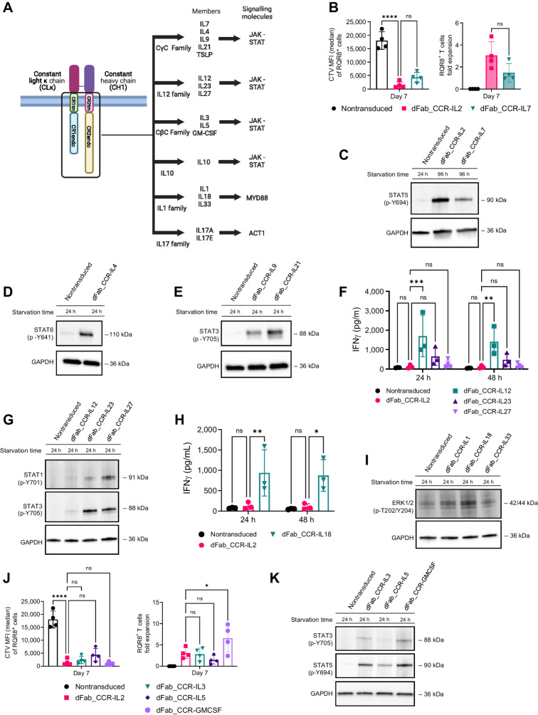 Figure 2. The dFab-CCR heterodimerization format activates a broad range of cytokine receptors families in primary human T cells. A, Schematic of the main cytokine receptors family members and the viral vector design selected for the generation of the dFab_CCR library. The illustration was created with BioRender.com (RRID:SCR_018361). B, Quantitated proliferation of T cells engineered with either IL2 or IL7 dFab_CCRs, expressed as CTV MFI dilution (left), and fold expansion (right) of RQR8+CD3+ T cells (n = 4, one-way ANOVA; ns P > 0.05, ****, P ≤ 0.0001). C, Immunoblot analysis of STAT5 phosphorylation, Y694. Nontransduced T cells were cultured in cytokine starvation for 24 hours. dFab_CCR-IL2 or -IL7 were cytokine starved for 96 hours. GAPDH was used as loading control. Data are representative of three independent experiments. D, Immunoblot analysis of in vitro STAT6 phosphorylation, Y641. Nontransduced and dFab_CCR-IL4 T cells were cultured in cytokine starvation for 24 hours. GAPDH was used as loading control in the same membrane. Data are representative of three independent experiments. E, Immunoblot analysis of in vitro STAT3 phosphorylation, Y705. Nontransduced, IL9, and IL21 dFab_CCR T cells were cultured in cytokine starvation for 24 hours. GAPDH was used as loading control in the same membrane. Data are representative of three independent experiments. F, IFNγ secreted by IL2, IL12, IL23, and IL27 dFab_CCR transduced T cells cultured for either 24 or 48 hours in cytokine starvation (n = 3, one-way ANOVA; ns P > 0.05; **, P ≤ 0.01; ***, P ≤ 0.001). G, Immunoblot analysis of in vitro STAT1 and STAT3 phosphorylation. Nontransduced, dFab_CCR-IL12, -IL23, and -IL27 T cells were cytokine starved for 24 hours. GAPDH was used as loading control in the same membrane. Data are representative of three independent experiments. H, IFNγ secreted by IL2 and IL18 dFab_CCR T cells cultured for either 24 or 48 hours in cytokine starvation (n = 3, one-way ANOVA; ns P > 0.05; *, P ≤ 0.05; **, P ≤ 0.01). I, Immunoblot analysis of in vitro ERK1/2 phosphorylation, T202 and Y204. Nontransduced, IL1, IL18, and IL33 dFab_CCR T cells were cytokine starved for 24 hours. GAPDH was used as loading control in the same membrane. Data are representative of three independent experiments. J, Quantitated in vitro proliferation of T cells engineered with either -IL3, -IL5 and -GMCSF dFab_CCRs, expressed as CTV MFI dilution (left), and fold expansion (right) of RQR8+/CD3+ T cells (n = 4, one-way ANOVA; ns P > 0.05; *, P ≤ 0.05). K, Immunoblot analysis of in vitro STAT3 and STAT5 phosphorylation. Nontransduced T cells were cytokine starved for 24 hours. IL3, IL5, and GMCSF dFab_CCRs T cells were cytokine starved for 96 hours. GAPDH was used as loading control in the same membrane. Data are representative of three independent experiments. All data are presented as mean ± SEM.