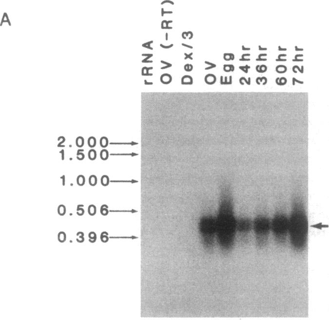 graphic file with name pnas01096-0020-a.jpg