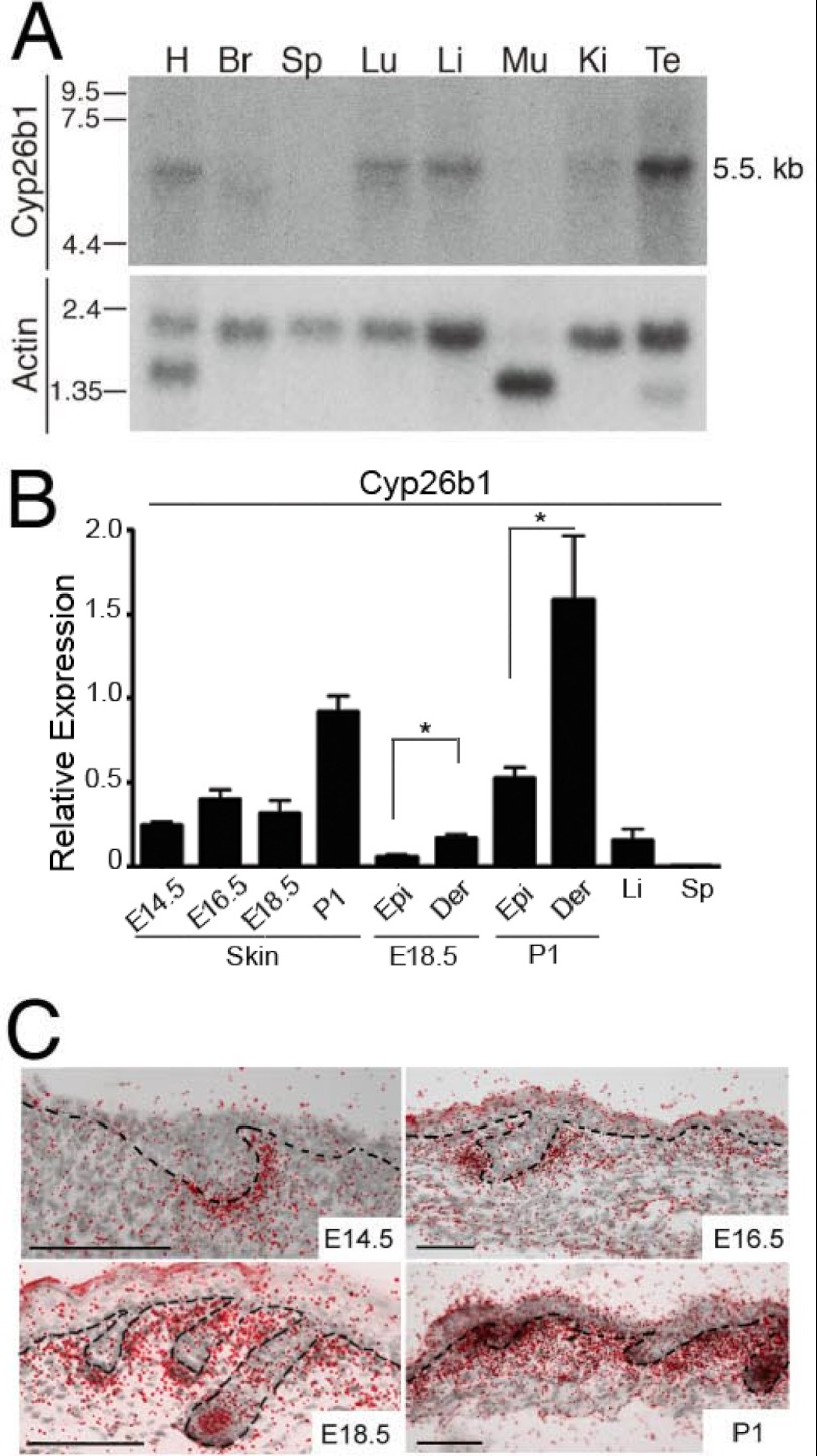 FIGURE 1.