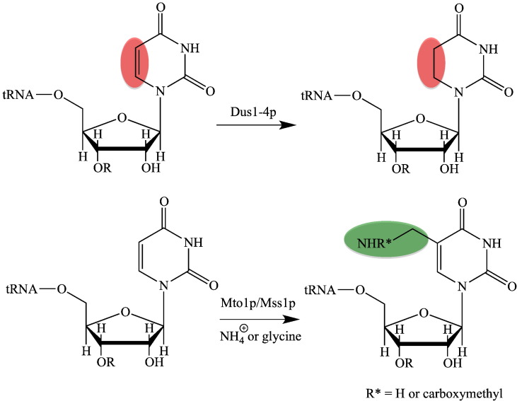 Scheme 2