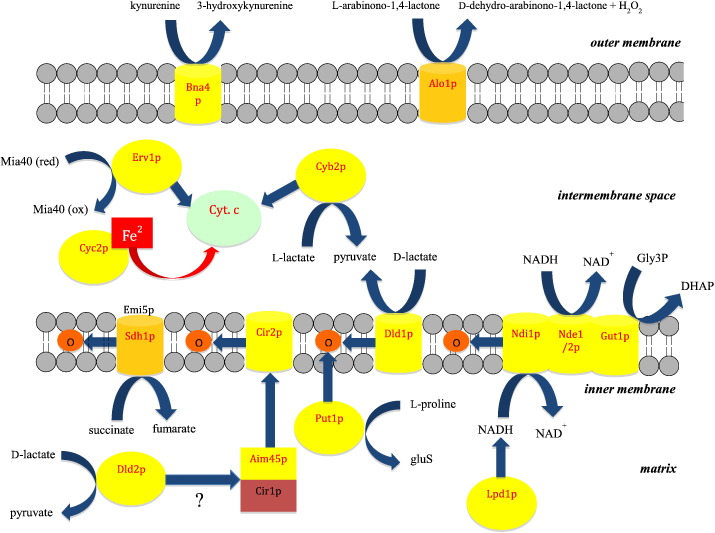 Scheme 1