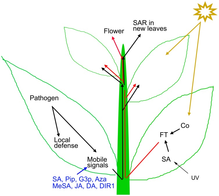 FIGURE 1