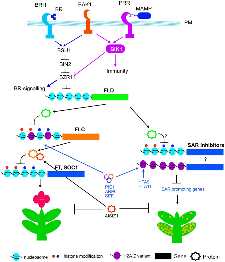 FIGURE 3