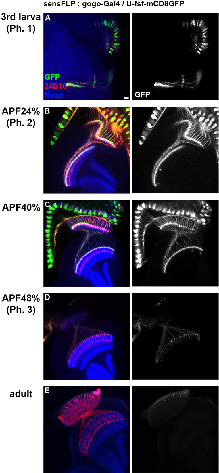 Figure 1—figure supplement 1.