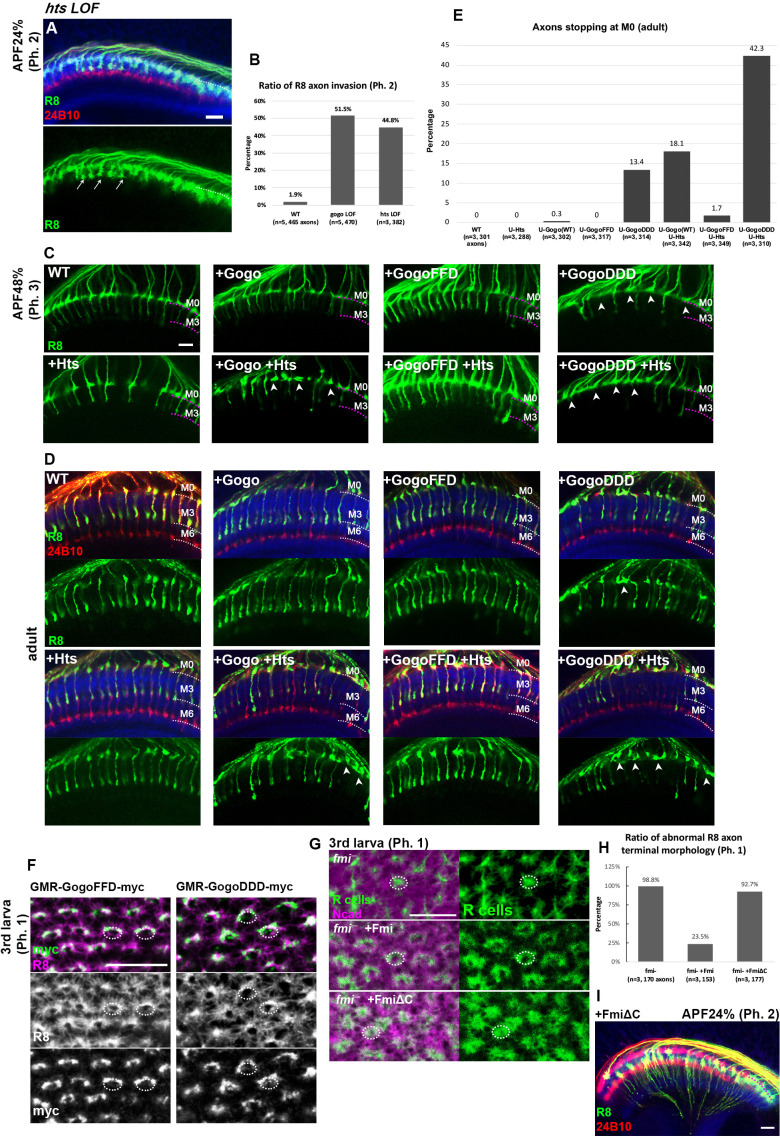 Figure 5—figure supplement 1.