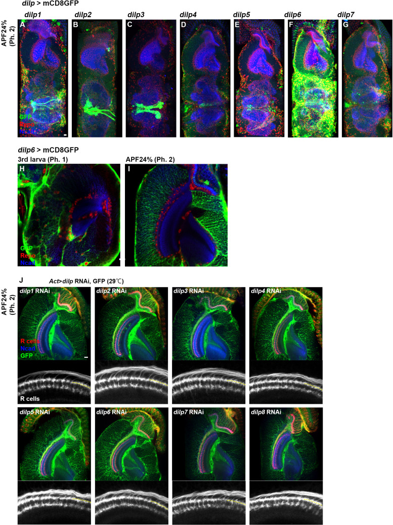 Figure 6—figure supplement 1.