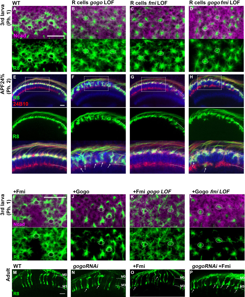 Figure 3—figure supplement 1.