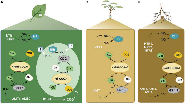 FIGURE 3