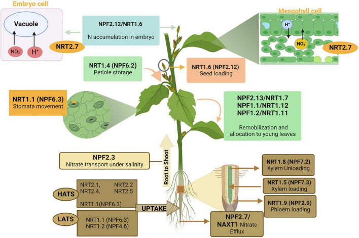 FIGURE 4