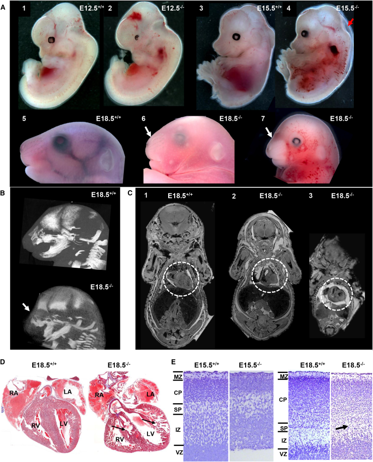 Figure 4