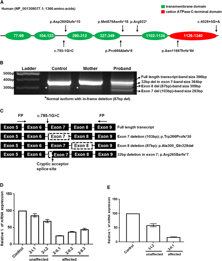 Figure 2