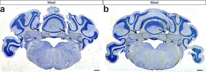 Figure 5—figure supplement 1.