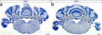 Figure 5—figure supplement 1.