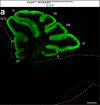 Figure 4—figure supplement 1.