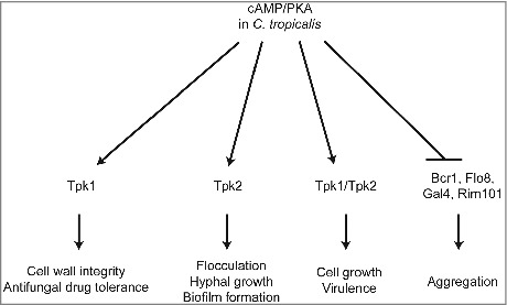 Figure 9.