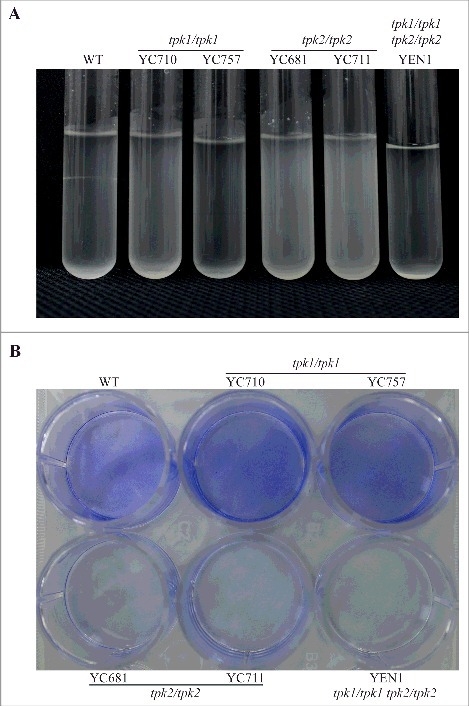 Figure 5.