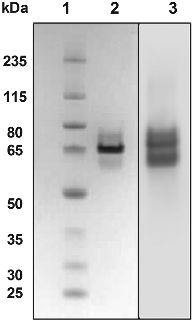 FIG 1